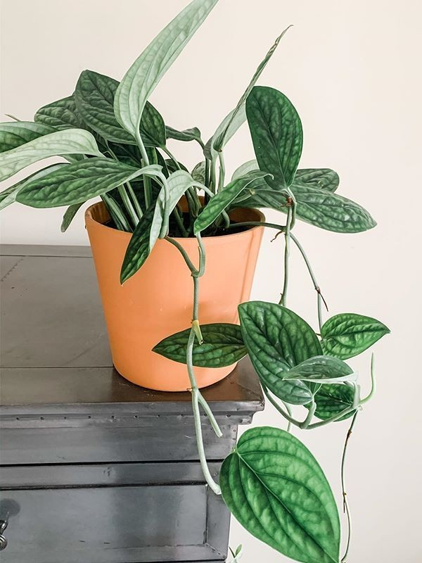 Ông bà dặn: 5 loại cây đặt đúng vị trí là thành “máy hút tài lộc” cho gia đình- Ảnh 5. Ông bà dặn: 5 loại cây đặt đúng vị trí là thành “máy hút tài lộc” cho gia đình- Ảnh 5.