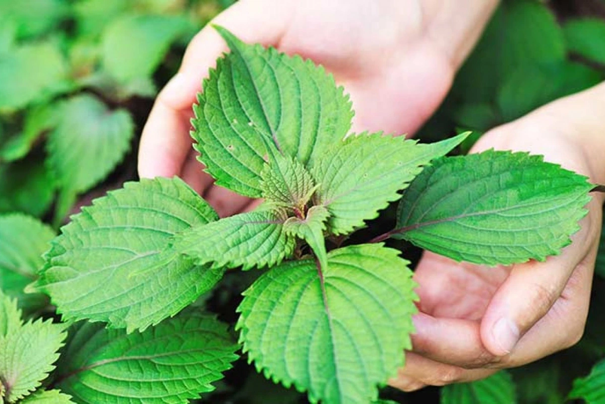 Hai loại rau sạch hiếm khi “ngậm” hóa chất, loại đầu tiên nhà nào cũng có- Ảnh 2.