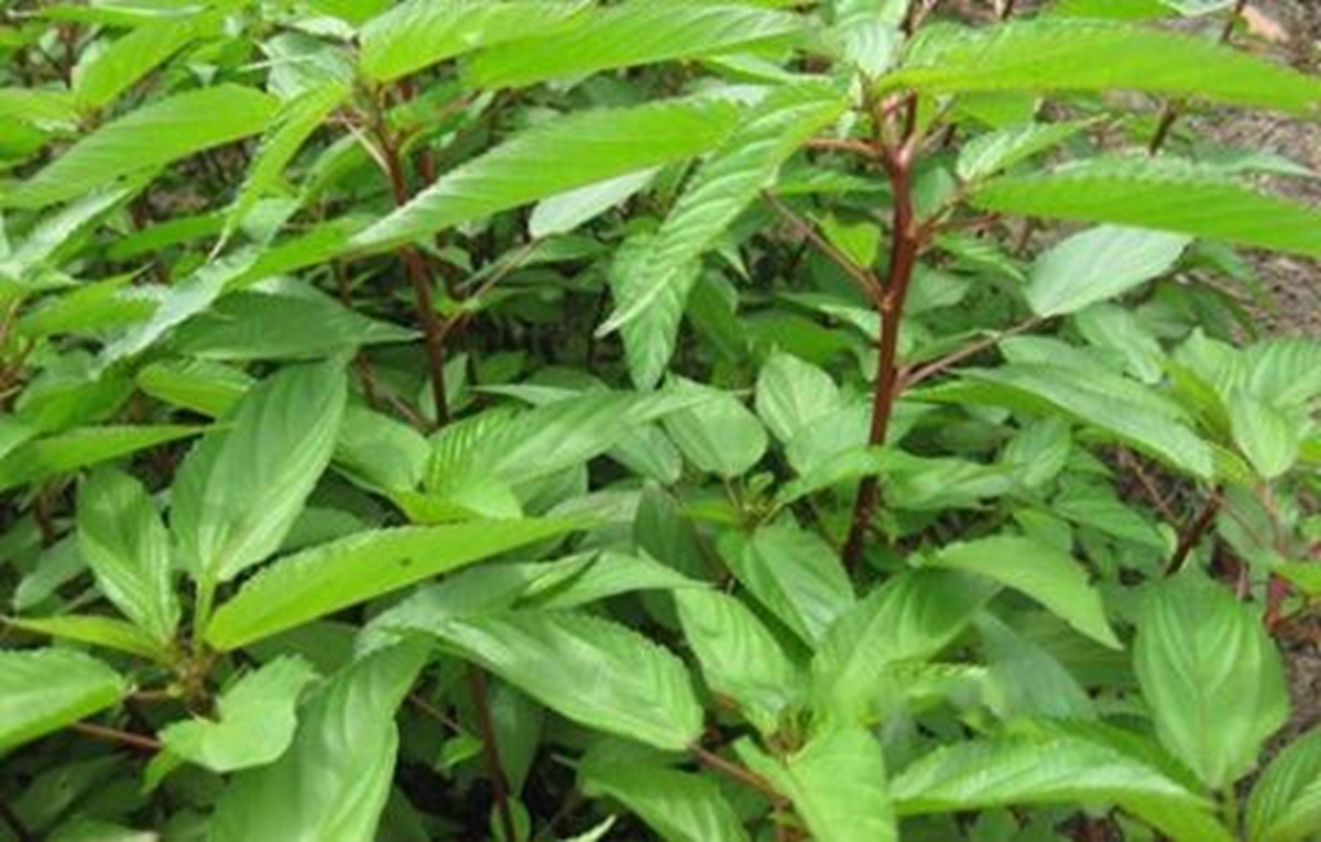 Hai loại rau sạch hiếm khi “ngậm” hóa chất, loại đầu tiên nhà nào cũng có- Ảnh 1.