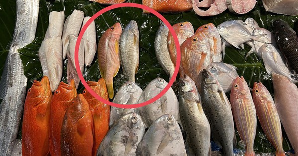 3 loại c&aacute; đầy k&yacute; sinh tr&ugrave;ng người b&aacute;n chẳng bao giờ ăn