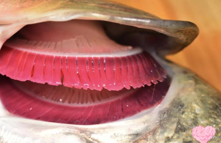 3 loại cá đầy ký sinh trùng người bán chẳng bao giờ ăn- Ảnh 4.