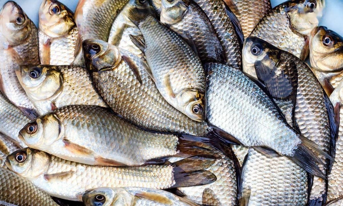 Việt Nam có loại cá đại bổ, giá cực bình dân nhưng hay bị bỏ qua: Rất tốt cho nam giới- Ảnh 1. Việt Nam có loại cá đại bổ, giá cực bình dân nhưng hay bị bỏ qua: Rất tốt cho nam giới- Ảnh 1.