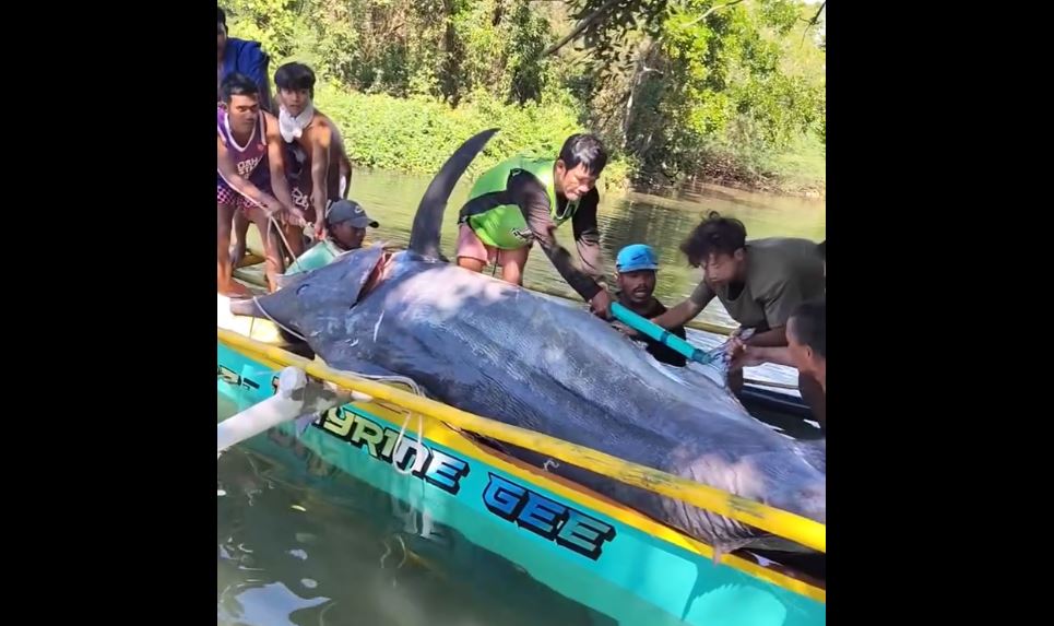 Ngư dân bắt được con cá khổng lồ dài 4,6 mét, nặng 500kg- Ảnh 1.