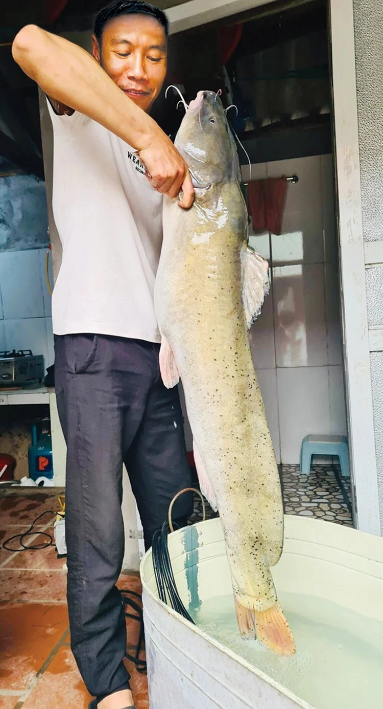 "Quái ngư" im lìm dưới lòng sông Lô: Thuộc "Ngũ quý hà thủy", bảo vật từng tiến vua- Ảnh 1. "Quái ngư" im lìm dưới lòng sông Lô: Thuộc "Ngũ quý hà thủy", bảo vật từng tiến vua- Ảnh 1.