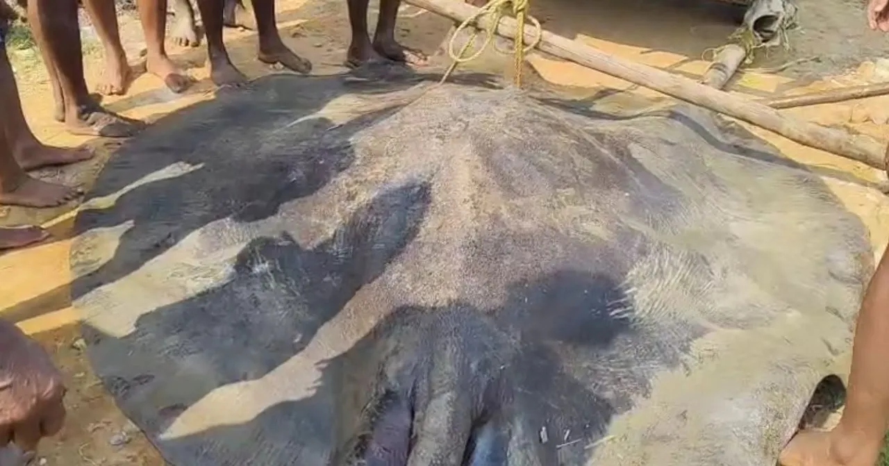 Ngư dân bắt được con cá đuối khổng lồ dài 3,6 mét trên biển- Ảnh 1.