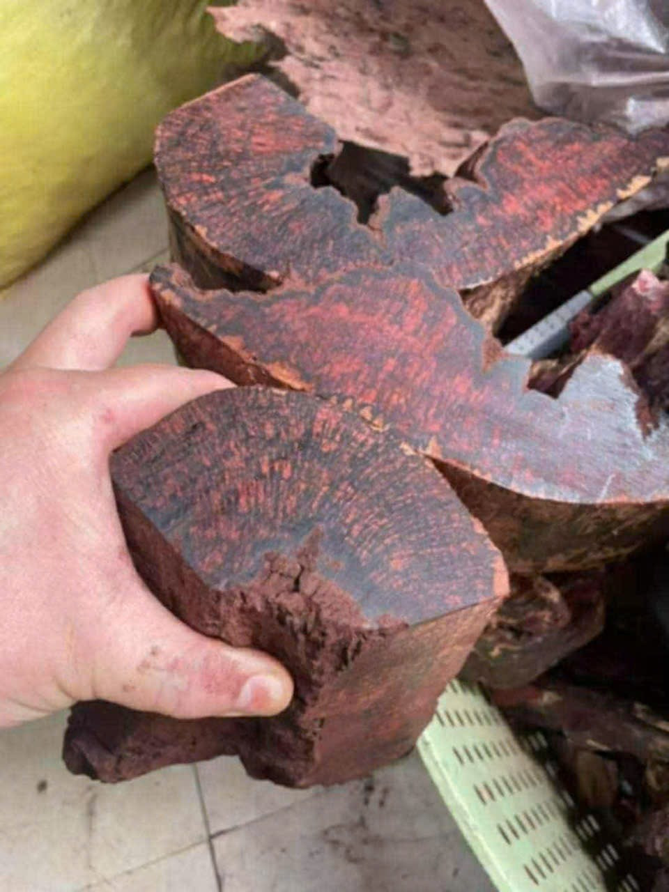 Ai đang đứng sau cuộc săn lùng loài gỗ "vô danh" có giá đến 3 triệu đồng/kg ở Quảng Trị?- Ảnh 3. Ai đang đứng sau cuộc săn lùng loài gỗ "vô danh" có giá đến 3 triệu đồng/kg ở Quảng Trị?- Ảnh 3.