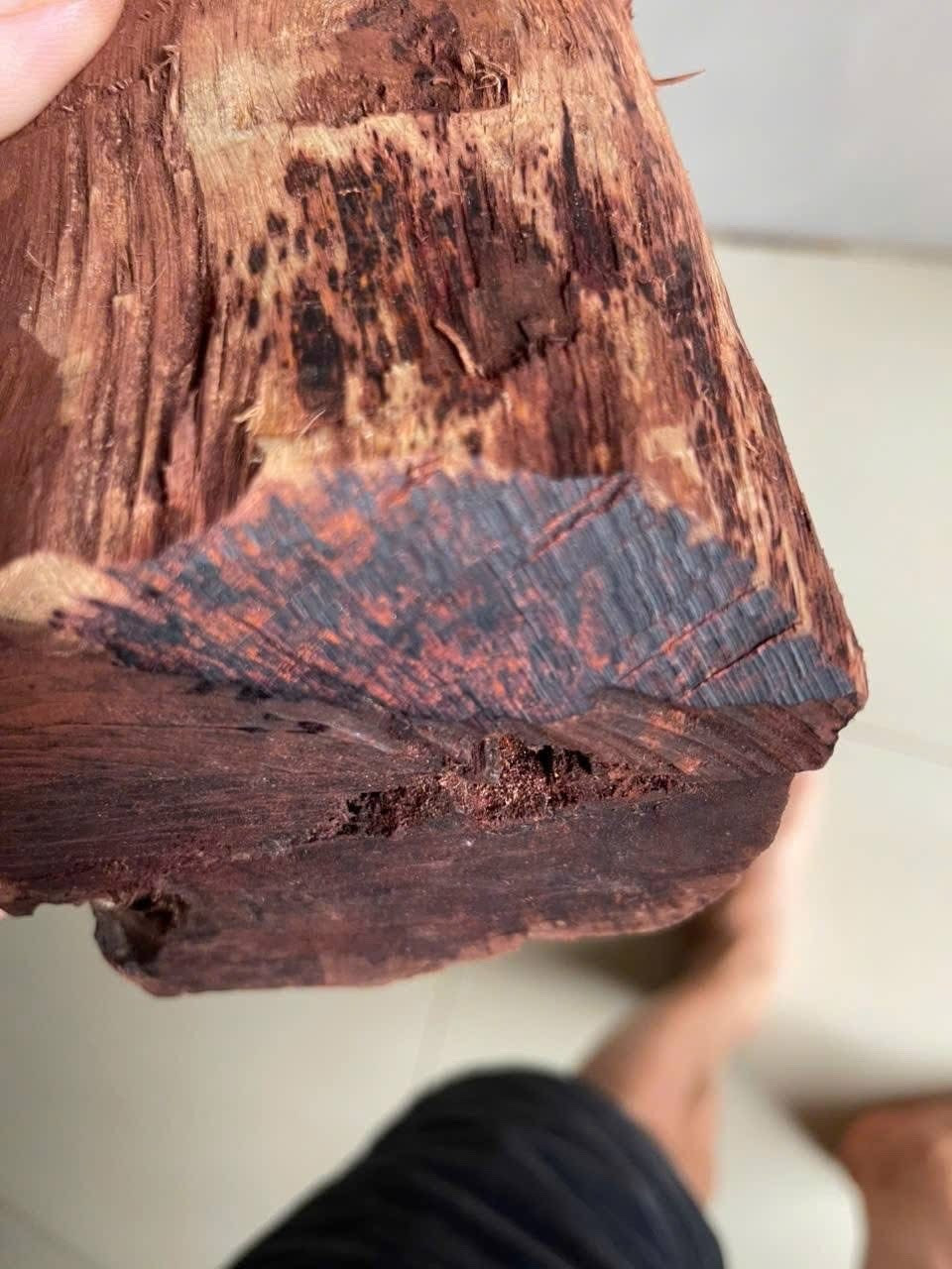 Ai đang đứng sau cuộc săn lùng loài gỗ "vô danh" có giá đến 3 triệu đồng/kg ở Quảng Trị?- Ảnh 2. Ai đang đứng sau cuộc săn lùng loài gỗ "vô danh" có giá đến 3 triệu đồng/kg ở Quảng Trị?- Ảnh 2.