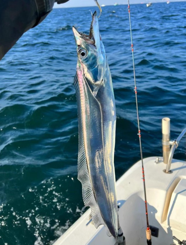 Ra chợ gặp loại cá này thì mua ngay kẻo tiếc: Cá tự nhiên ít nuôi nhân tạo, không nhiễm thủy ngân- Ảnh 2.