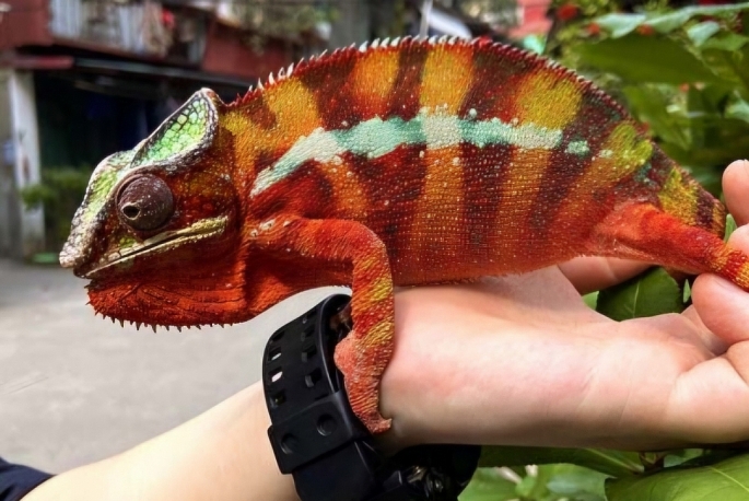 Cô gái 28 tuổi nhập viện sau khi bị "sinh vật lạ" trong nhà tấn công- Ảnh 1.