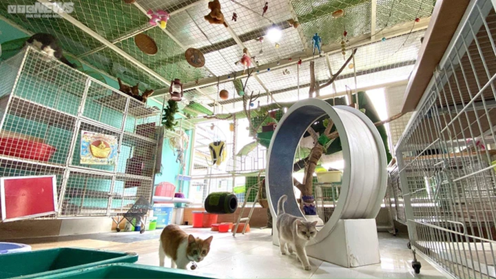 Chó, mèo tại TP.HCM được tiêm vaccine dại miễn phí- Ảnh 2.