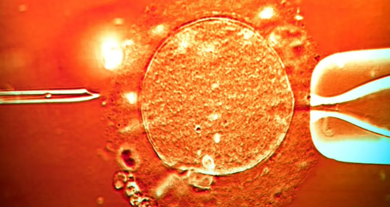 Tinh trùng từ người hiến có gen gây ung thư được dùng để thụ thai sinh ra 197 đứa trẻ: Nguy cơ mắc bệnh tới 90%, nhiều bé đã tử vong- Ảnh 3. Tinh trùng từ người hiến có gen gây ung thư được dùng để thụ thai sinh ra 197 đứa trẻ: Nguy cơ mắc bệnh tới 90%, nhiều bé đã tử vong- Ảnh 3.