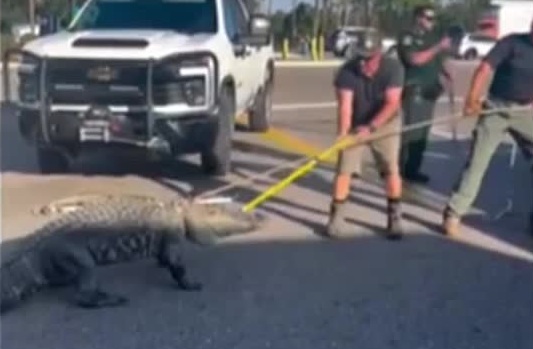 Cá sấu khổng lồ đi lạc khiến nhiều người hoảng hốt- Ảnh 1.