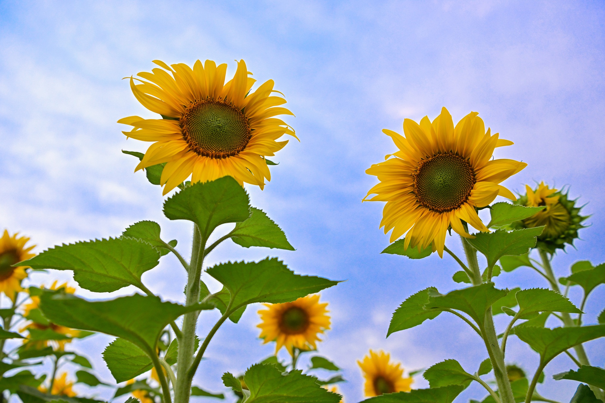 Cánh đồng hướng dương của trang trại TH mở cửa đón khách tham quan từ 16/12/2025- Ảnh 10. Cánh đồng hướng dương của trang trại TH mở cửa đón khách tham quan từ 16/12/2025- Ảnh 10.