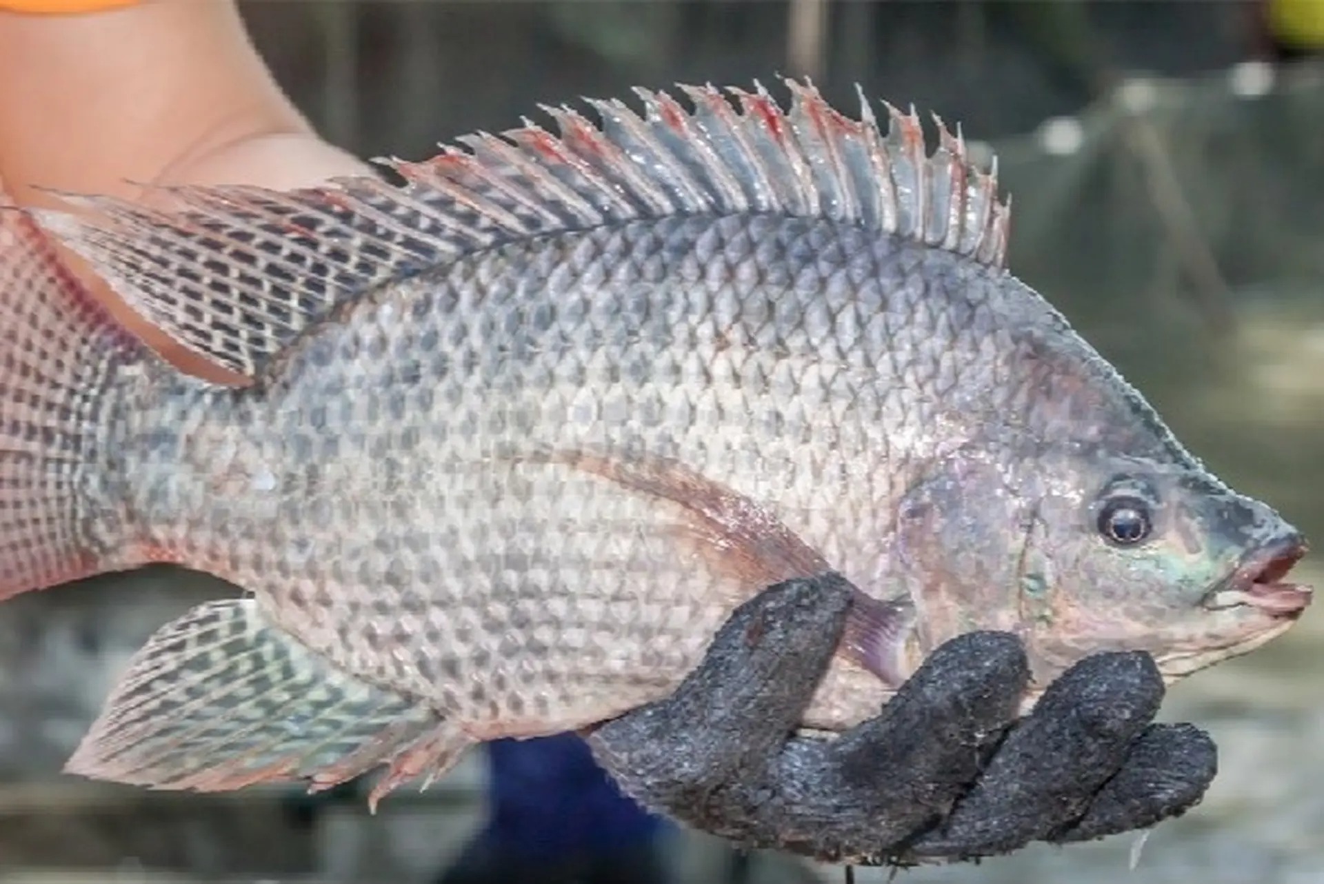 Chợ Việt có 4 loại cá sạch dễ mua, gần như không lo nhiễm kim loại nặng- Ảnh 4.