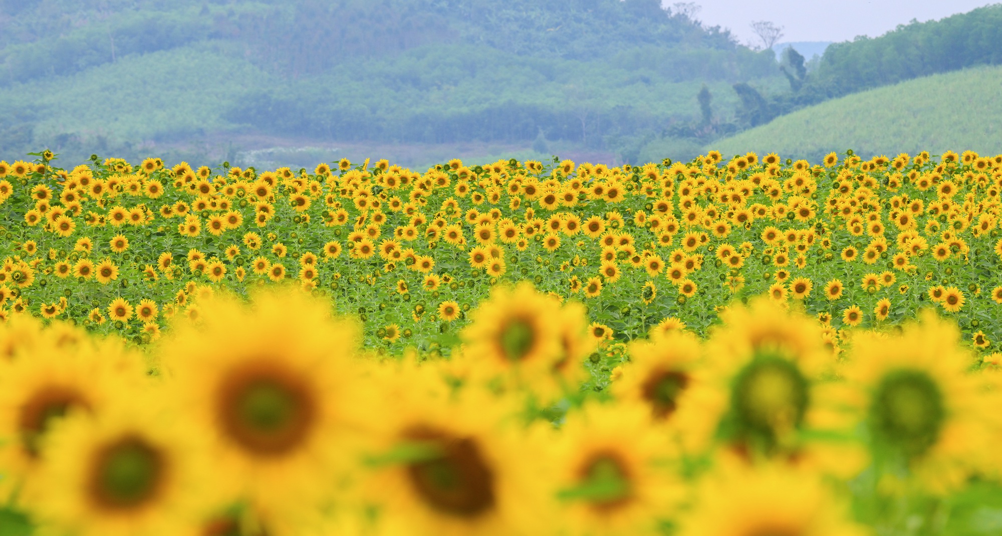 Cánh đồng hướng dương của trang trại TH mở cửa đón khách tham quan từ 16/12/2025- Ảnh 2. Cánh đồng hướng dương của trang trại TH mở cửa đón khách tham quan từ 16/12/2025- Ảnh 2.