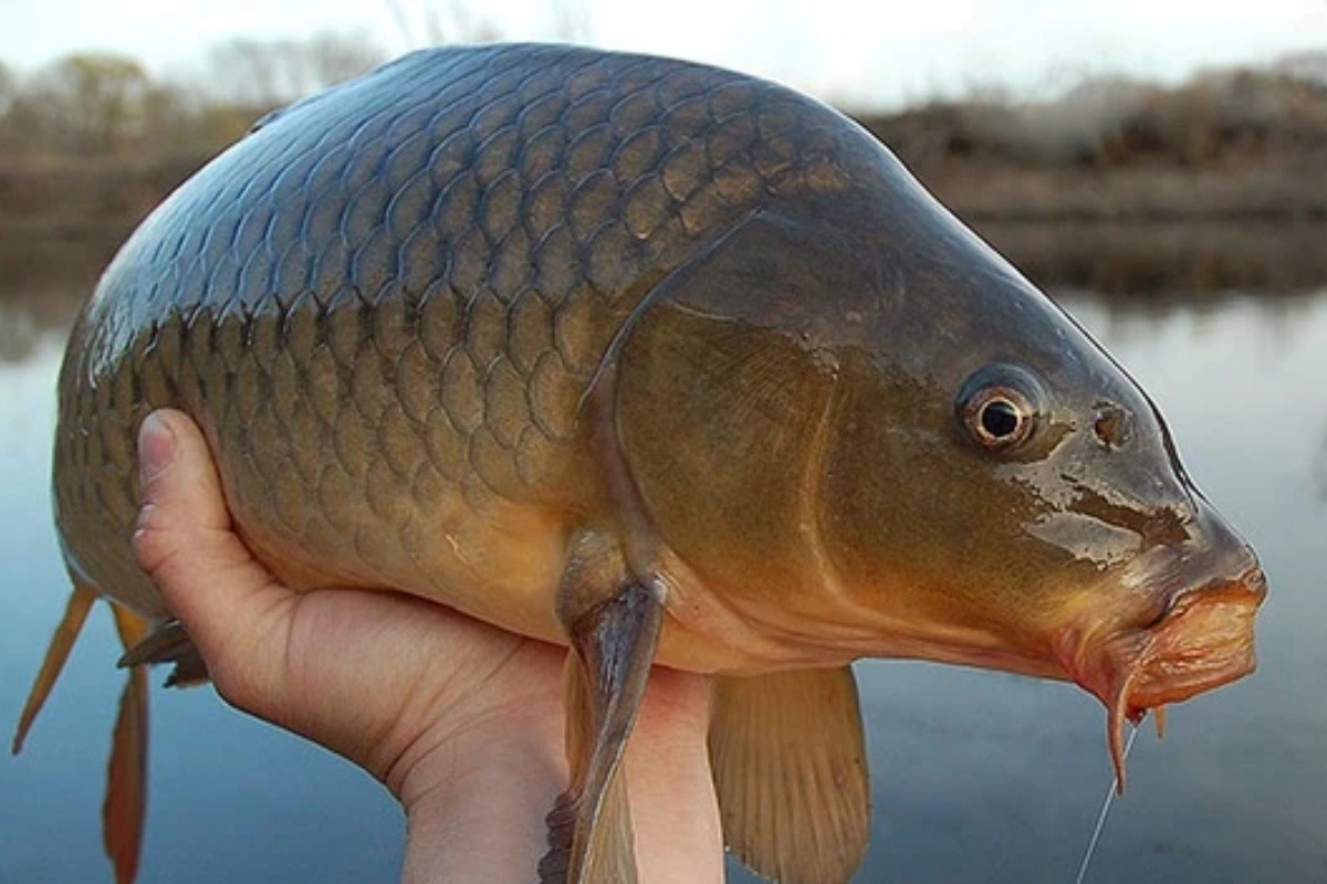 5 loại cá nội địa Việt ngon bổ ngang hàng cá ngoại, quan trọng là giá rẻ bằng 1/2- Ảnh 4. 5 loại cá nội địa Việt ngon bổ ngang hàng cá ngoại, quan trọng là giá rẻ bằng 1/2- Ảnh 4.