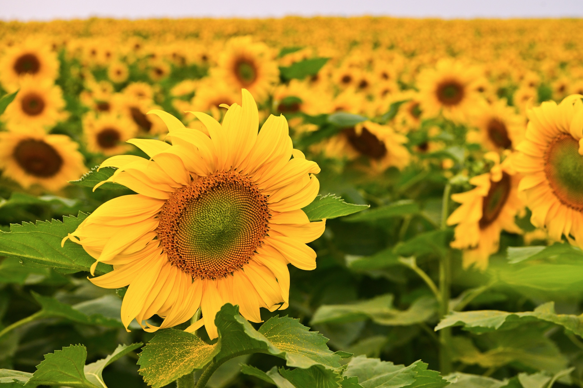 Cánh đồng hướng dương của trang trại TH mở cửa đón khách tham quan từ 16/12/2025- Ảnh 3. Cánh đồng hướng dương của trang trại TH mở cửa đón khách tham quan từ 16/12/2025- Ảnh 3.