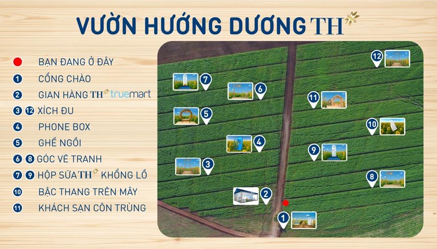 Cánh đồng hướng dương của trang trại TH mở cửa đón khách tham quan từ 16/12/2025- Ảnh 8. Cánh đồng hướng dương của trang trại TH mở cửa đón khách tham quan từ 16/12/2025- Ảnh 8.