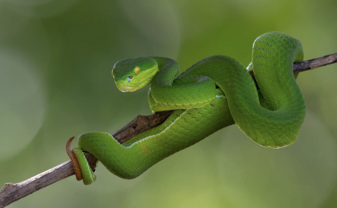 Một bệnh viện tại TPHCM liên tiếp cấp cứu người bị rắn cắn- Ảnh 1.