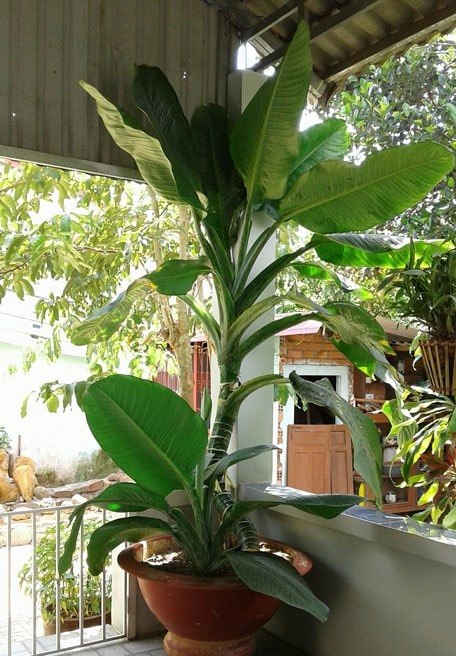 Loài cây nghe tên đã biết có lộc, trồng 1 chậu quý như sở hữu 5 két vàng- Ảnh 2.