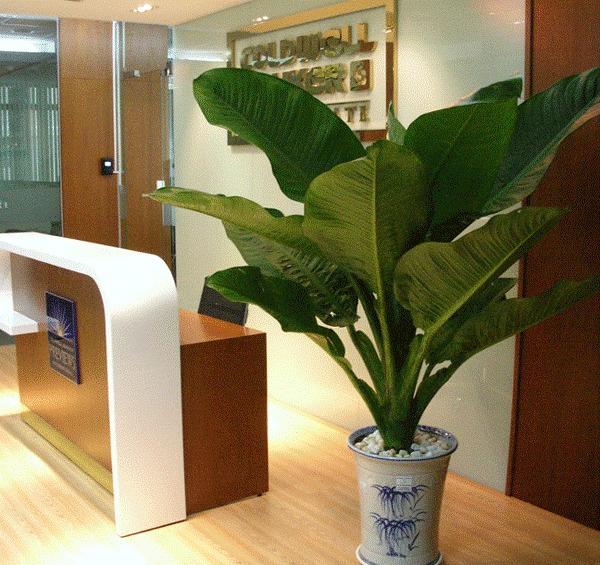 Loài cây nghe tên đã biết có lộc, trồng 1 chậu quý như sở hữu 5 két vàng- Ảnh 3.