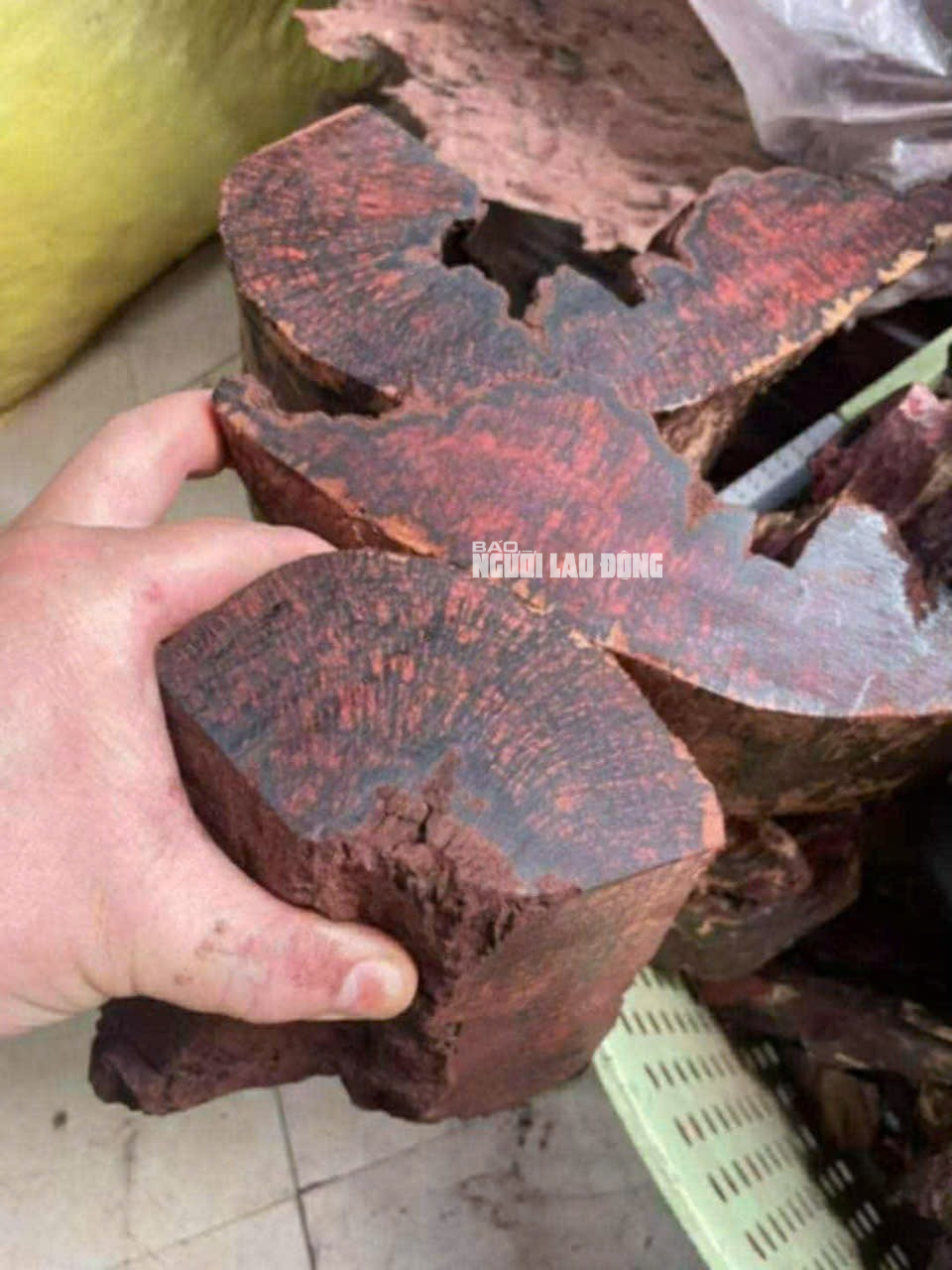 Loài gỗ "vô danh" được thương lái Trung Quốc mua 3 triệu đồng/kg: Quảng Trị cảnh báo điều gì?- Ảnh 2.