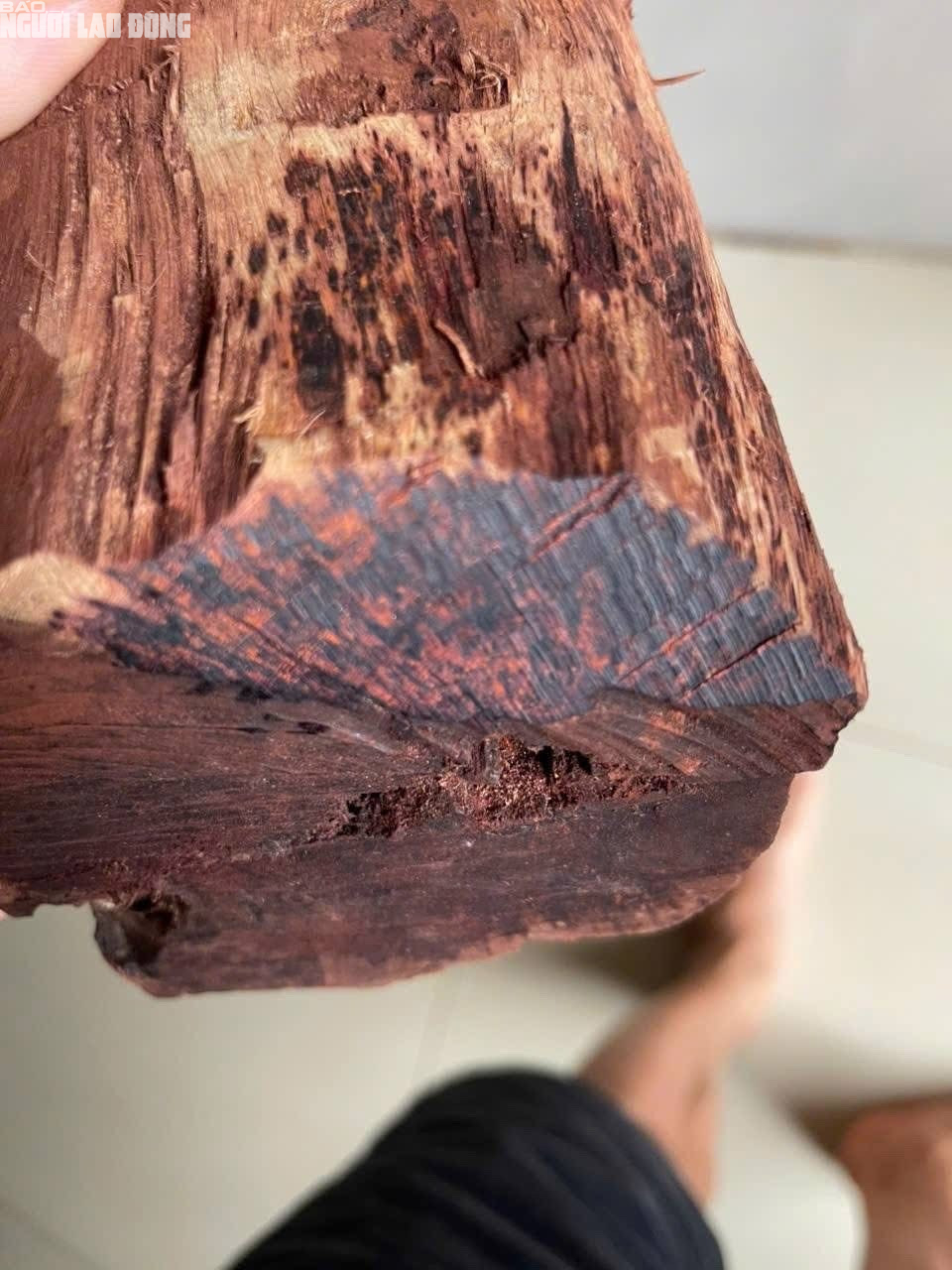 Loài gỗ "vô danh" được thương lái Trung Quốc mua 3 triệu đồng/kg: Quảng Trị cảnh báo điều gì?- Ảnh 3.