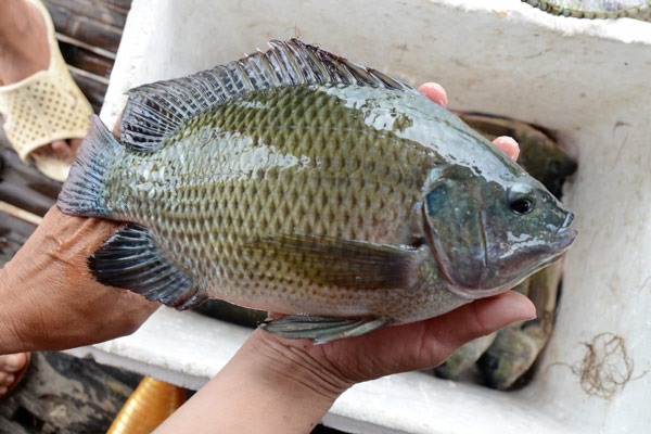 5 loại cá nội địa Việt ngon bổ ngang hàng cá ngoại, quan trọng là giá rẻ bằng 1/2- Ảnh 3. 5 loại cá nội địa Việt ngon bổ ngang hàng cá ngoại, quan trọng là giá rẻ bằng 1/2- Ảnh 3.