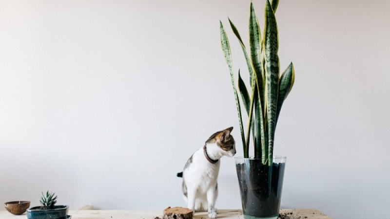 Việt Nam có loại cây được ví như "máy lọc khí độc": NASA khuyên trồng, không cần chăm kỹ, đặt đâu cũng hợp- Ảnh 5. Việt Nam có loại cây được ví như "máy lọc khí độc": NASA khuyên trồng, không cần chăm kỹ, đặt đâu cũng hợp- Ảnh 5.