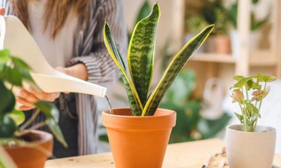 Việt Nam có loại cây được ví như "máy lọc khí độc": NASA khuyên trồng, không cần chăm kỹ, đặt đâu cũng hợp- Ảnh 4. Việt Nam có loại cây được ví như "máy lọc khí độc": NASA khuyên trồng, không cần chăm kỹ, đặt đâu cũng hợp- Ảnh 4.