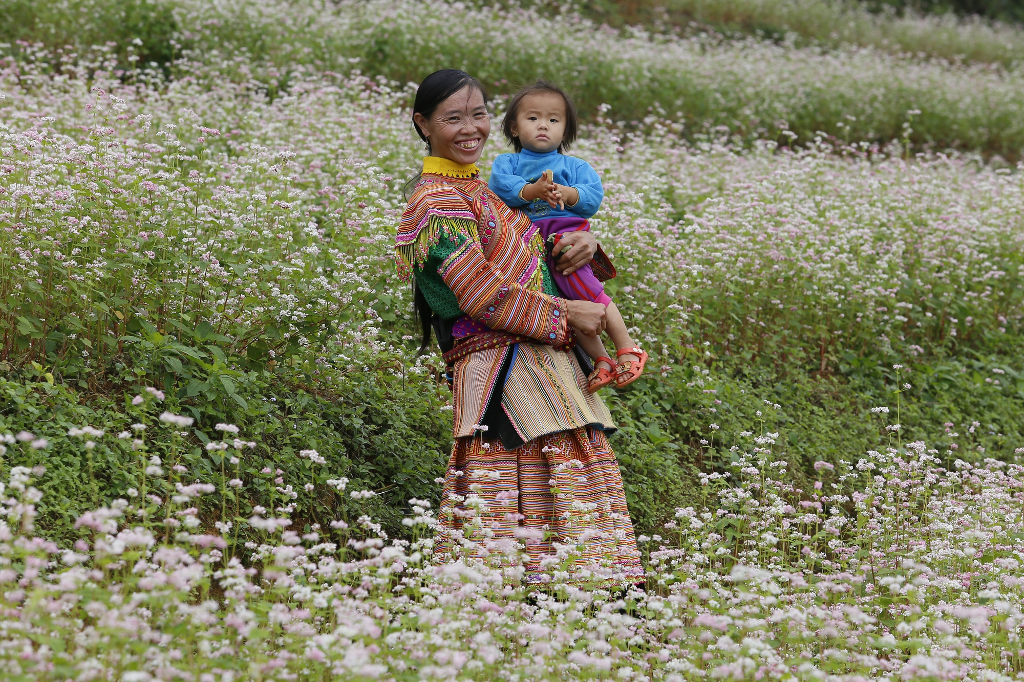 Sắc hồng mơ mộng của Tây Bắc- Ảnh 4.