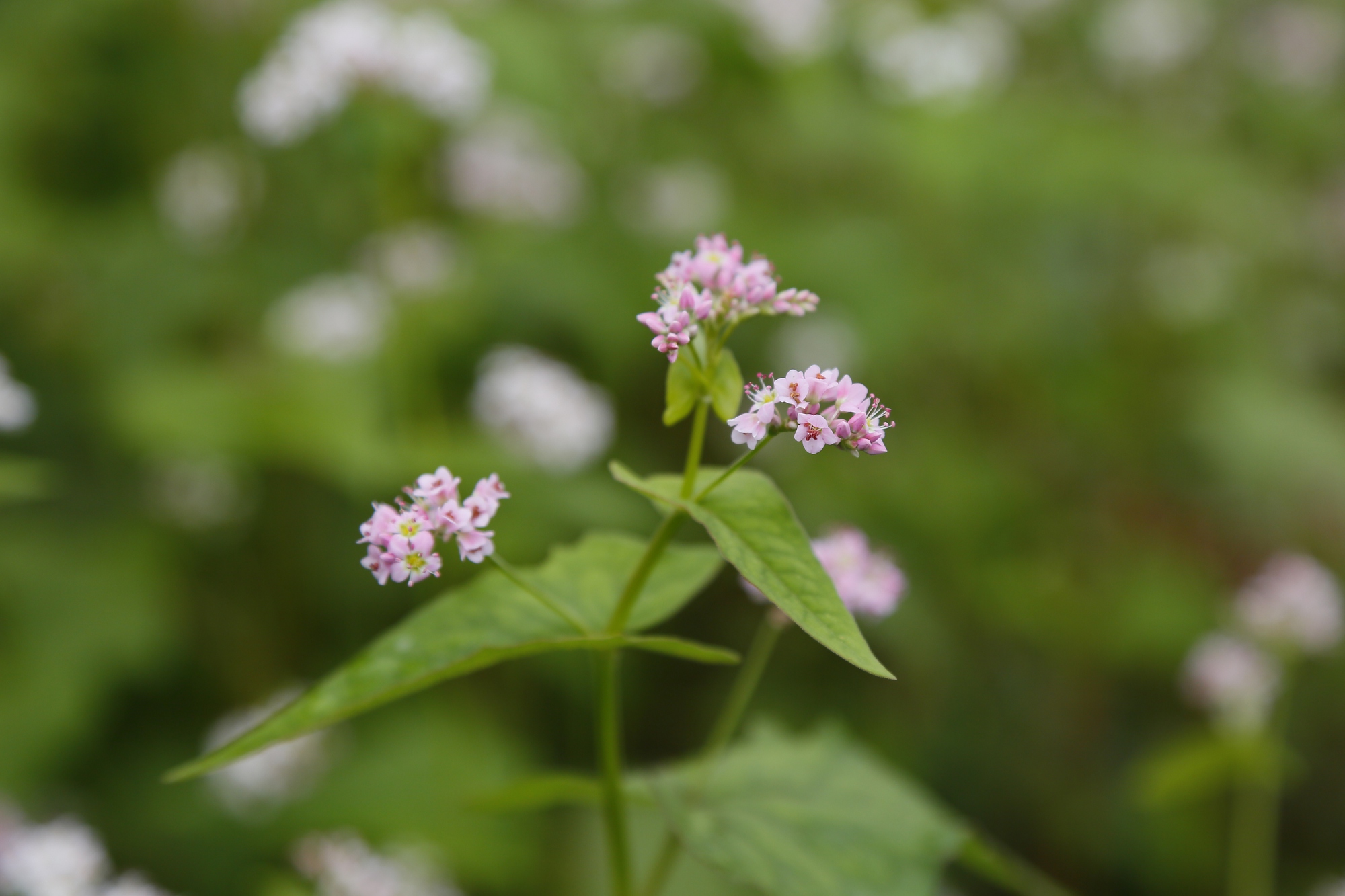 Sắc hồng mơ mộng của Tây Bắc- Ảnh 3.