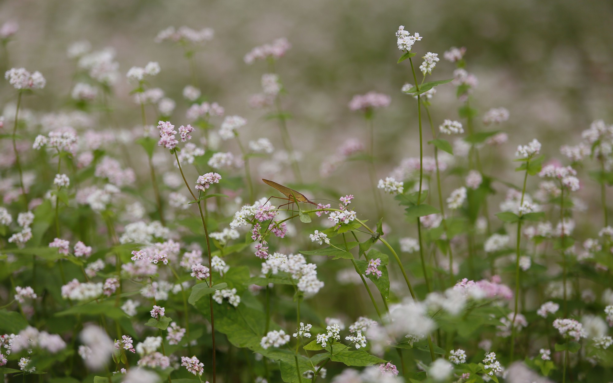 Sắc hồng mơ mộng của Tây Bắc.