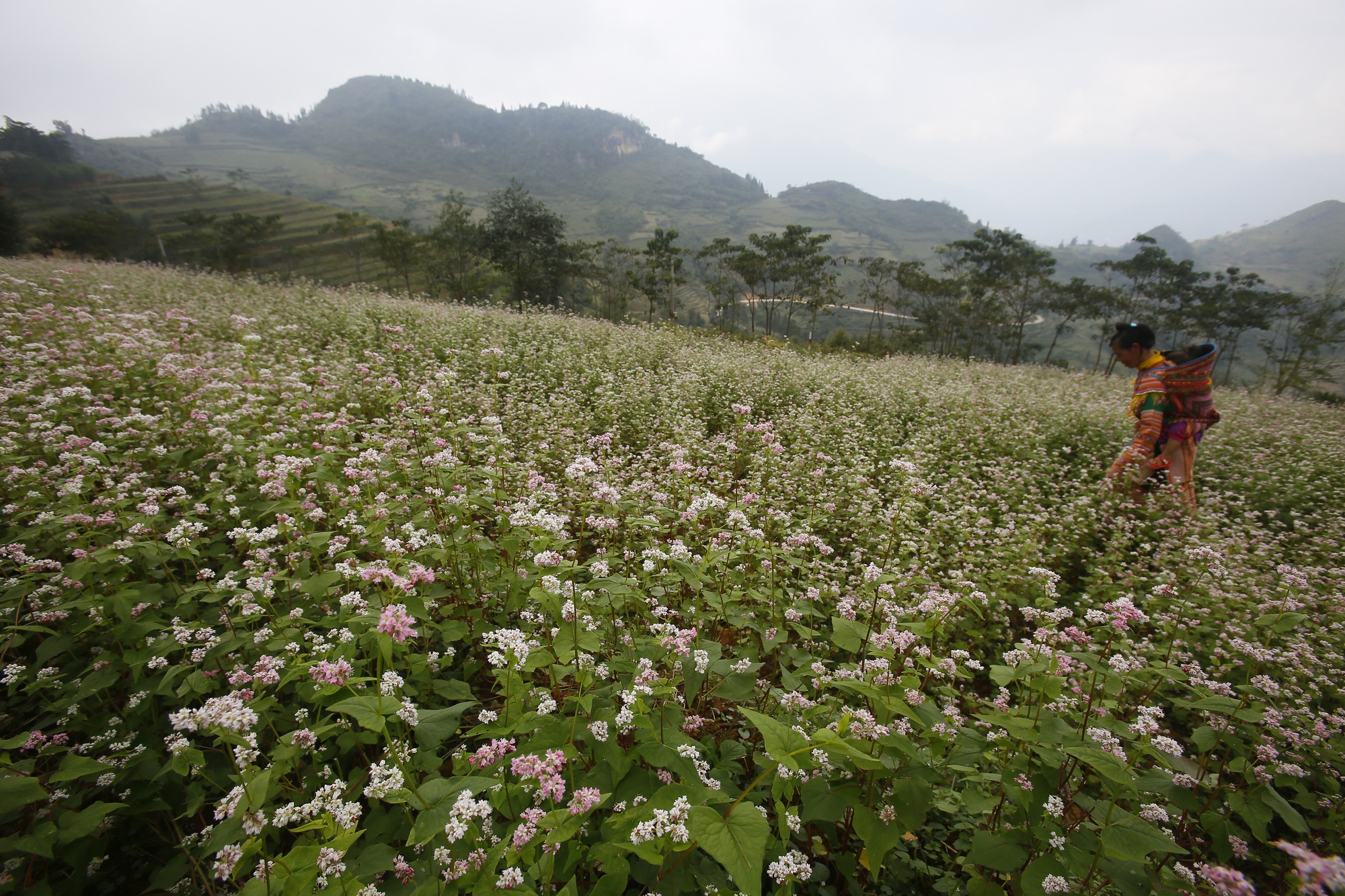 Sắc hồng mơ mộng của Tây Bắc- Ảnh 2.