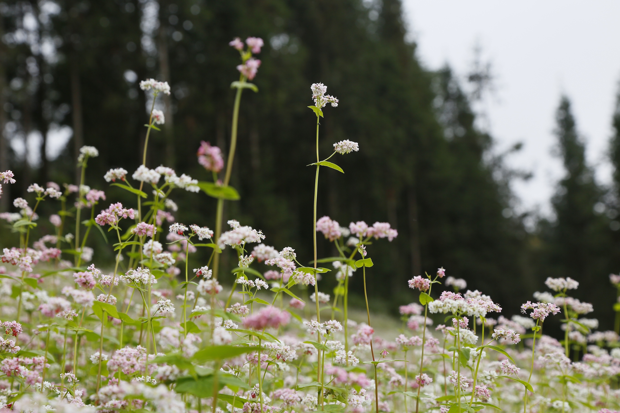 Sắc hồng mơ mộng của Tây Bắc- Ảnh 6.