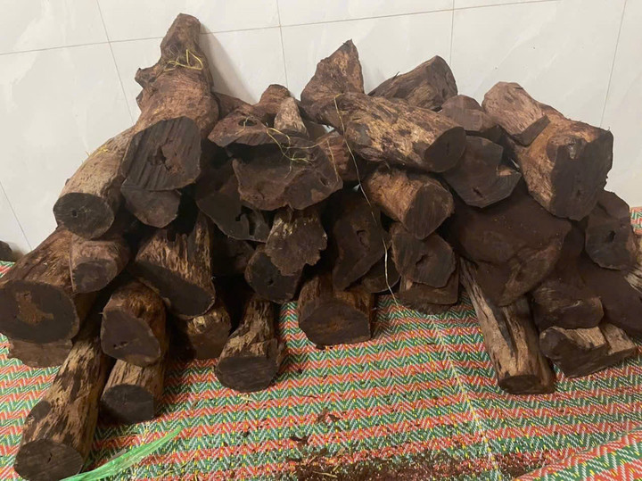 Thương lái ồ ạt thu mua gỗ mán đỉa giá 3 triệu/kg: Kiểm lâm Quảng Trị vào cuộc- Ảnh 1.