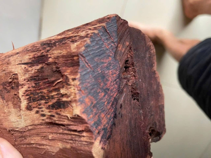 Thương lái ồ ạt thu mua gỗ mán đỉa giá 3 triệu/kg: Kiểm lâm Quảng Trị vào cuộc- Ảnh 2.