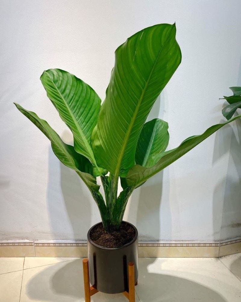 Loài cây nghe tên đã biết có lộc, trồng 1 chậu quý như sở hữu 5 két vàng- Ảnh 1.