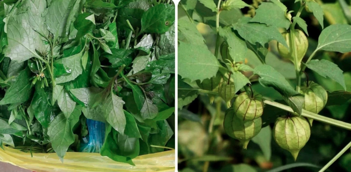 Loại rau dại xưa mọc đầy đường, nay thành đặc sản "bổ như sâm", có tiền chưa chắc mua được- Ảnh 1.