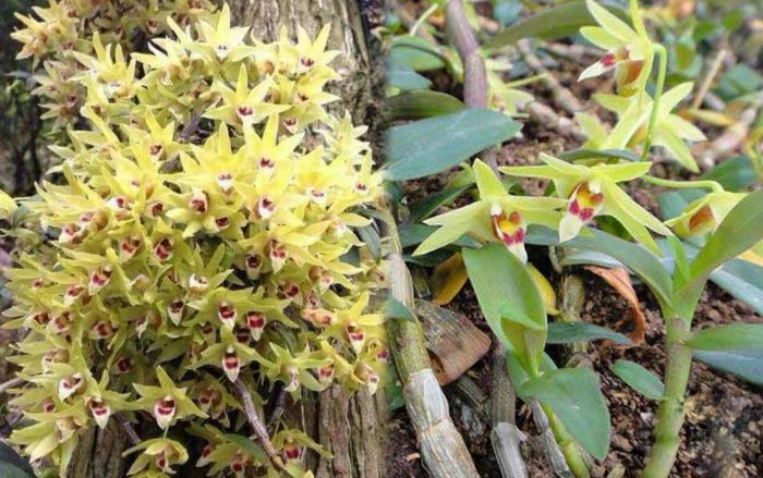 Về vùng núi sương mù tìm bánh Về vùng núi sương mù tìm bánh