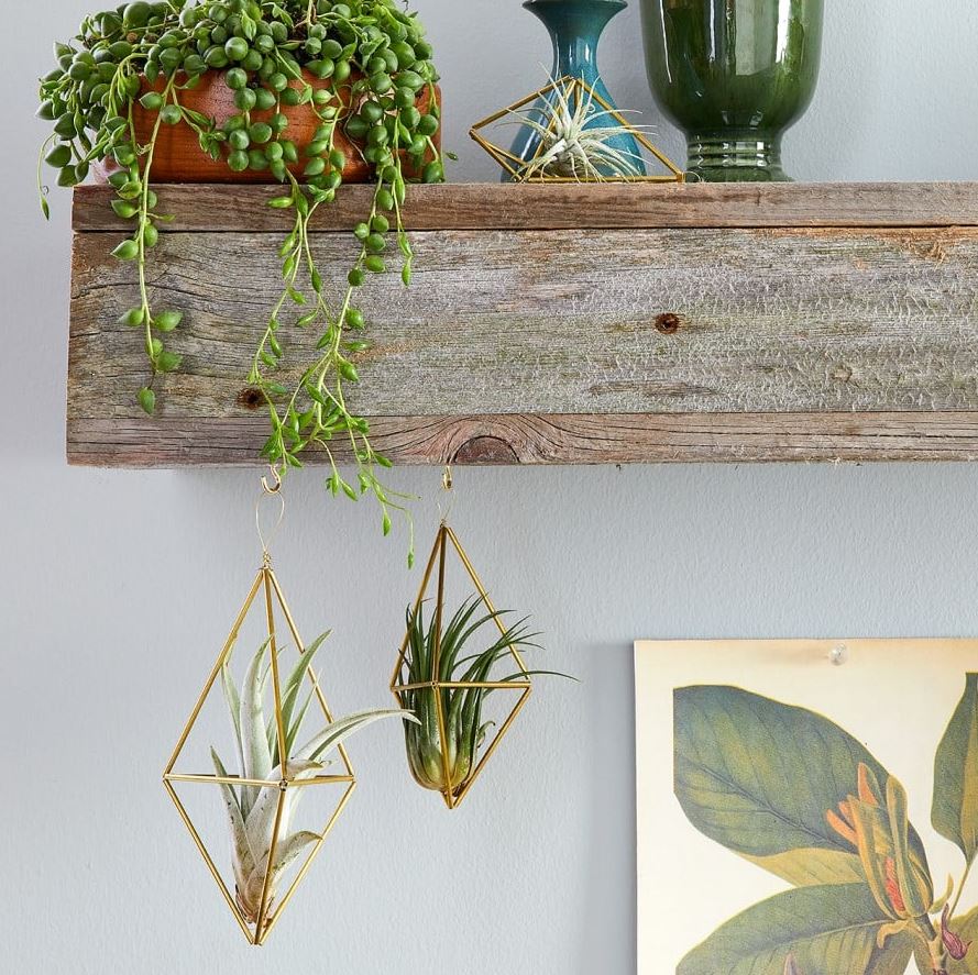 4 sai lầm thường gặp nhất khi trồng cây trong nhà- Ảnh 2.