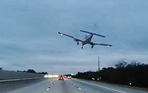 Kinh hoàng loài chim khổng lồ nuốt chửng rắn trong tích tắc- Ảnh 3.