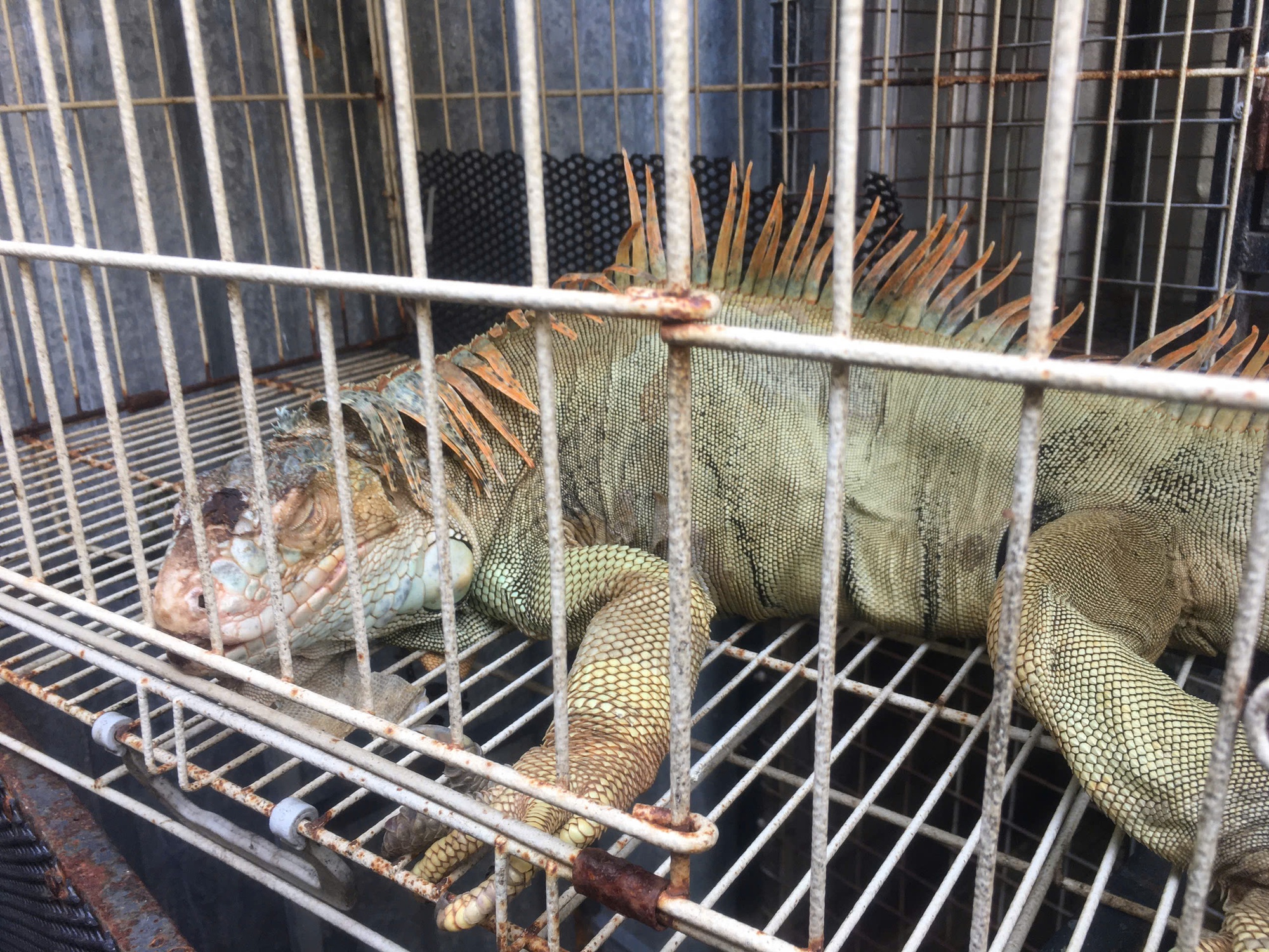 75 con rồng Nam Mỹ bị nuôi nhốt trái phép ở TPHCM- Ảnh 1. 75 con rồng Nam Mỹ bị nuôi nhốt trái phép ở TPHCM- Ảnh 1.