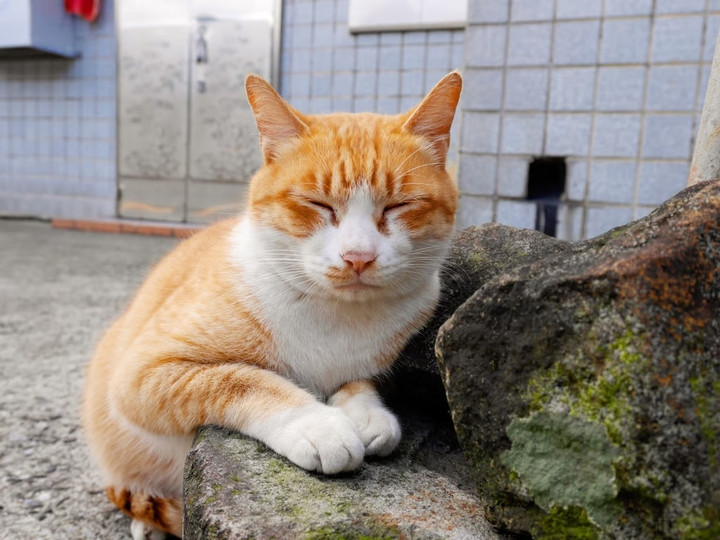 X&ocirc;ng v&agrave;o 100 đ&aacute;m cưới xin đồ ăn để nu&ocirc;i 120 m&egrave;o hoang, c&ocirc; g&aacute;i hết sợ giao tiếp- Ảnh 2.