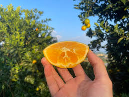 Điểm miền núi phía Bắc nhiều người đang rủ nhau đi: Càng cuối năm càng đông, có đặc sản "hiếm" ở Việt Nam- Ảnh 10. Điểm miền núi phía Bắc nhiều người đang rủ nhau đi: Càng cuối năm càng đông, có đặc sản