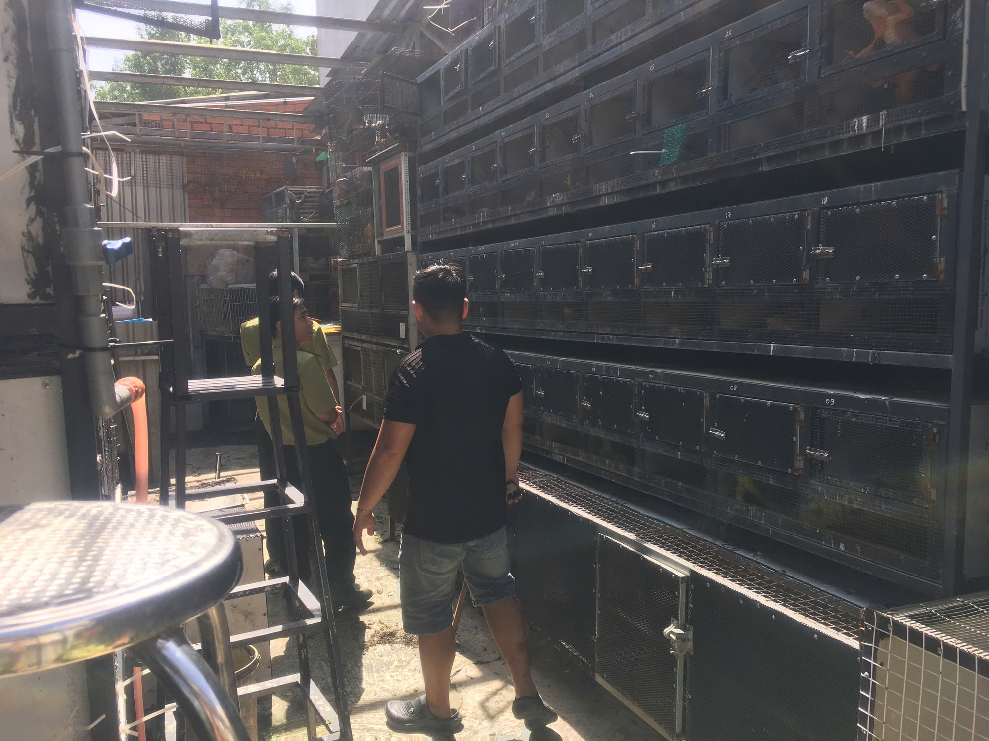 75 con rồng Nam Mỹ bị nuôi nhốt trái phép ở TPHCM- Ảnh 2. 75 con rồng Nam Mỹ bị nuôi nhốt trái phép ở TPHCM- Ảnh 2.