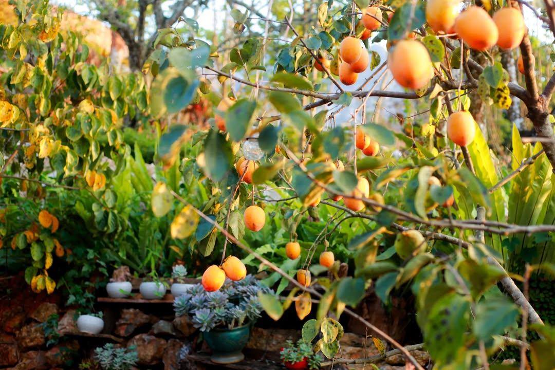 Điểm miền núi phía Bắc nhiều người đang rủ nhau đi: Càng cuối năm càng đông, có đặc sản "hiếm" ở Việt Nam- Ảnh 6. Điểm miền núi phía Bắc nhiều người đang rủ nhau đi: Càng cuối năm càng đông, có đặc sản