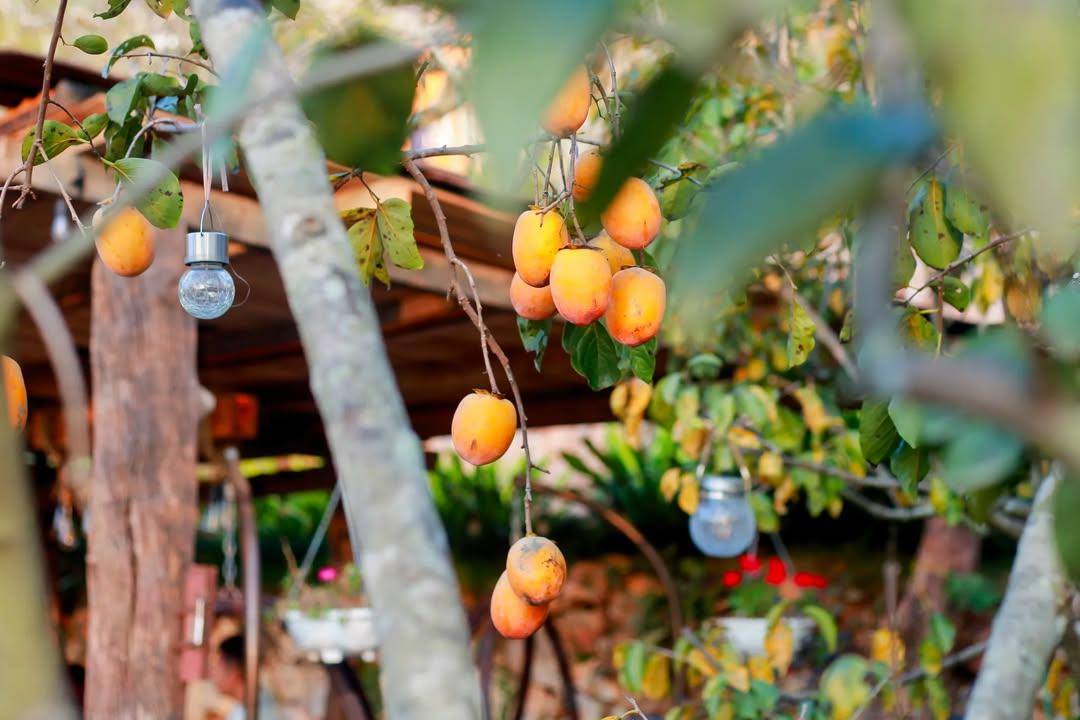 Điểm miền núi phía Bắc nhiều người đang rủ nhau đi: Càng cuối năm càng đông, có đặc sản "hiếm" ở Việt Nam- Ảnh 7. Điểm miền núi phía Bắc nhiều người đang rủ nhau đi: Càng cuối năm càng đông, có đặc sản