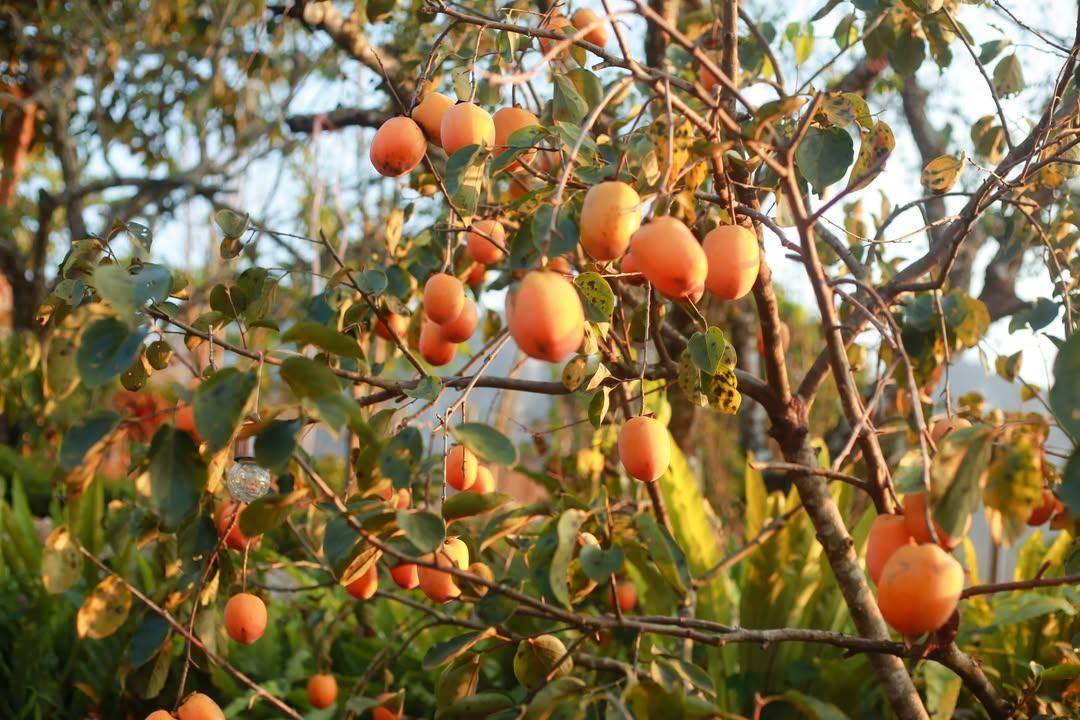 Điểm miền núi phía Bắc nhiều người đang rủ nhau đi: Càng cuối năm càng đông, có đặc sản "hiếm" ở Việt Nam- Ảnh 1. Điểm miền núi phía Bắc nhiều người đang rủ nhau đi: Càng cuối năm càng đông, có đặc sản