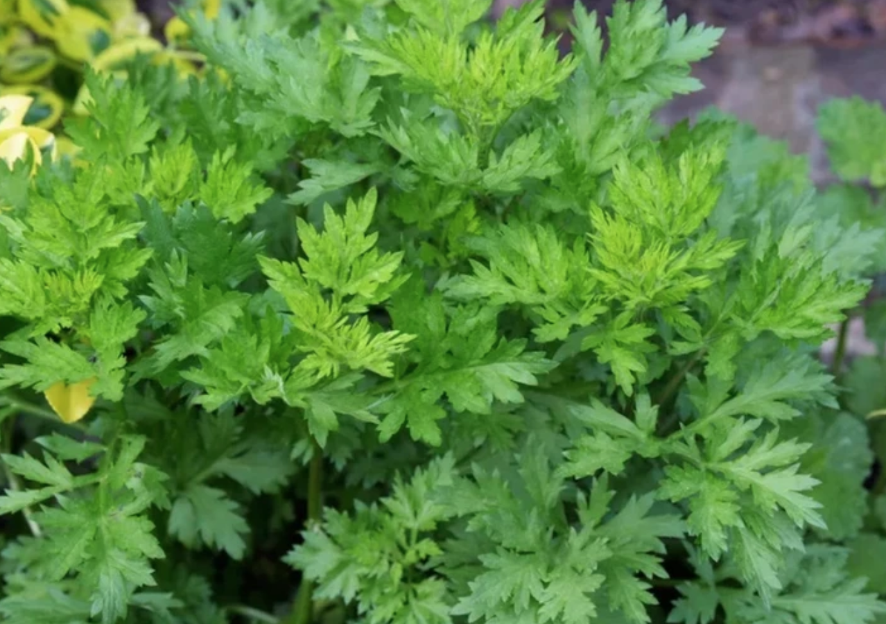 5 loại cây vừa xua đuổi rắn vừa làm thuốc: Nhiều gia đình Việt trồng mà không biết hết công dụng- Ảnh 2. 5 loại cây vừa xua đuổi rắn vừa làm thuốc: Nhiều gia đình Việt trồng mà không biết hết công dụng- Ảnh 2.